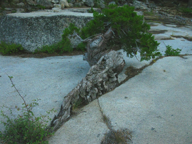 Tree growing out of thin crack at fine campsite area, Summit City Creek on the Tahoe to Yosemite Trail, 2009.